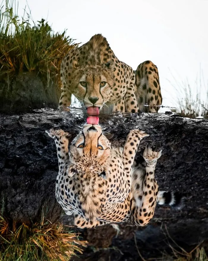 41 Times This Photographer Was At The Right Place At The Right Moment In The Wild