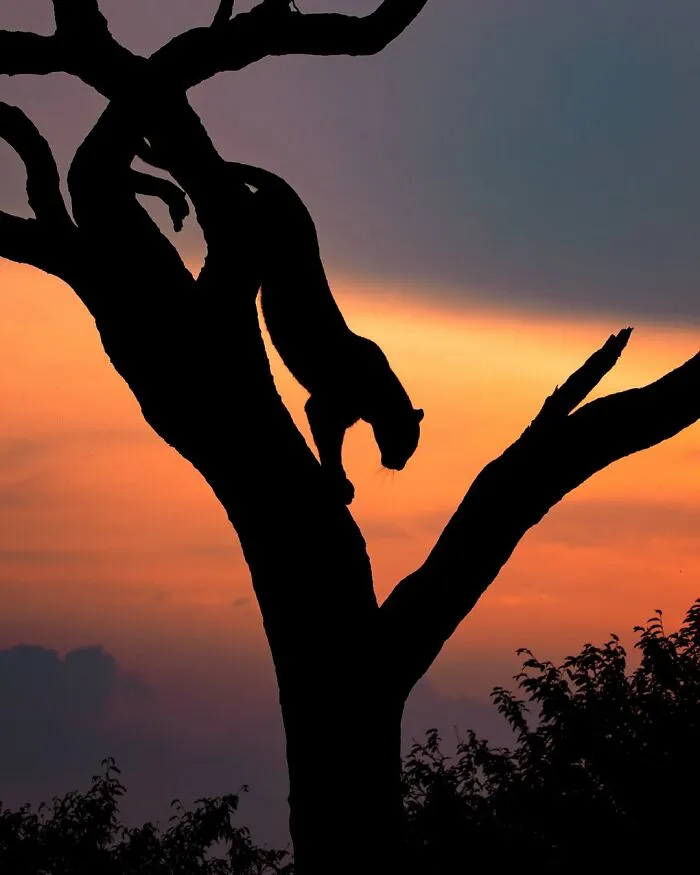 41 Times This Photographer Was At The Right Place At The Right Moment In The Wild