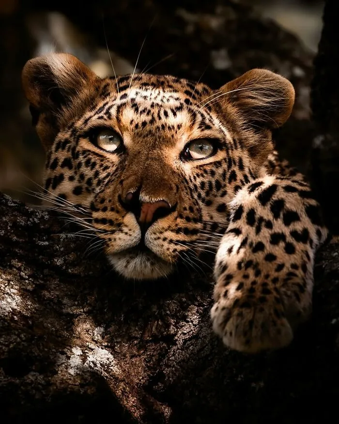 41 Times This Photographer Was At The Right Place At The Right Moment In The Wild