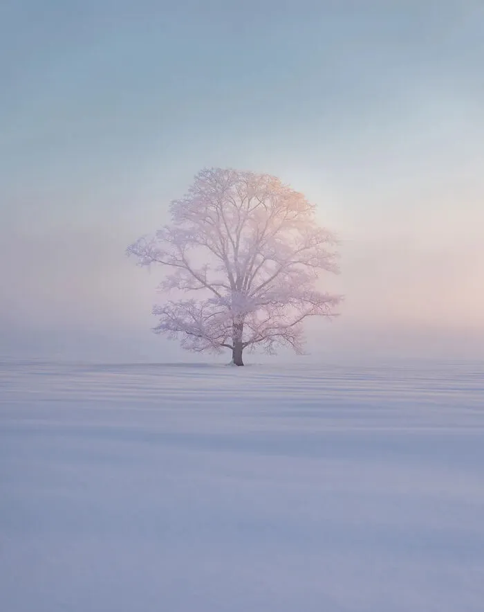 The Snow & Ice Award: The Harunire Tree (Nakagawa District, Hokkaido, Japan), By Kung-Fu