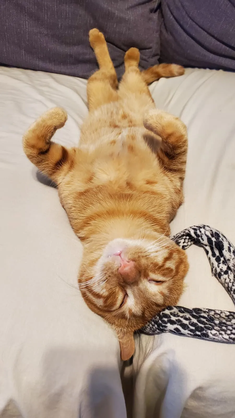 Red Napping..