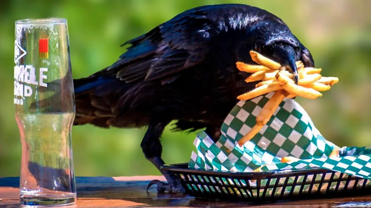 People Are Sharing The Hilarious Moments In Which They Caught Their Pets Stealing Food (New Pics)