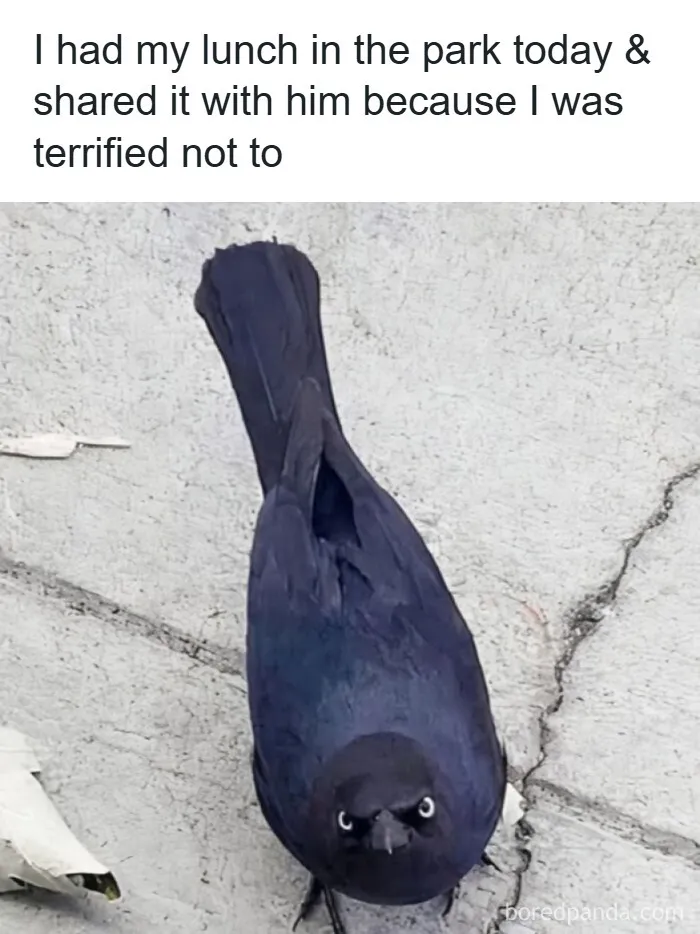 A Look Back At 2025 Through 91 Of The Funniest And Most Heartwarming Animal Memes