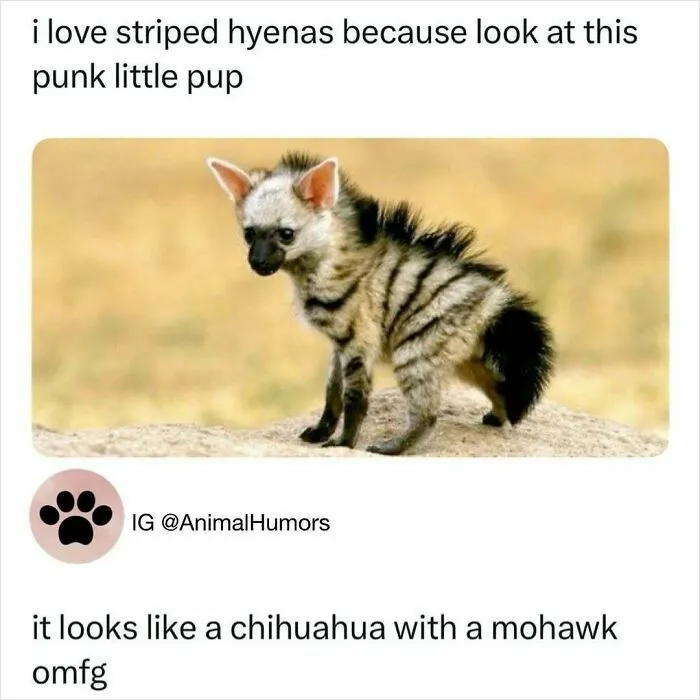 A Look Back At 2025 Through 91 Of The Funniest And Most Heartwarming Animal Memes