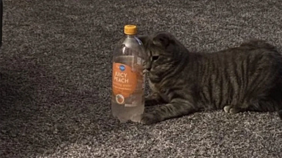 A Look Back At 2025 Through 91 Of The Funniest And Most Heartwarming Animal Memes