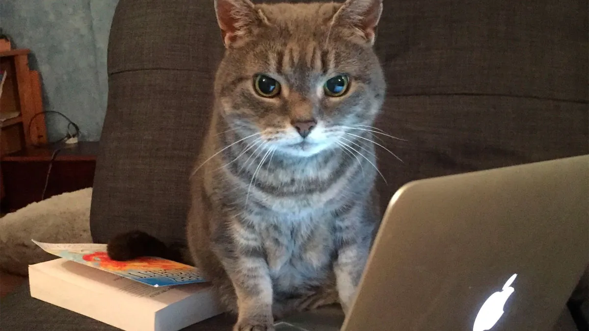 Family Laughs As Guy Chooses Cat Over His Own Sister