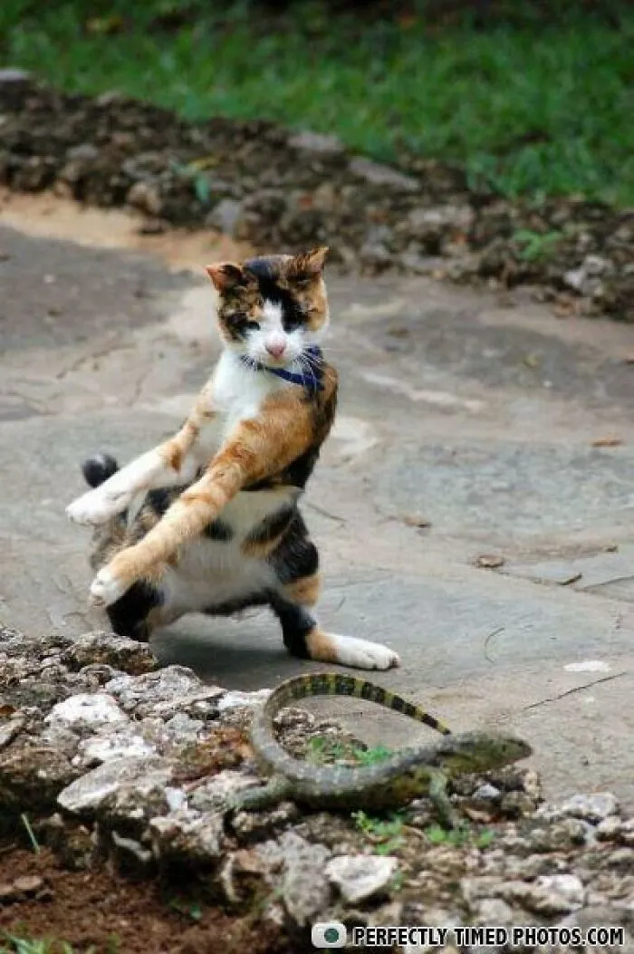 "Perfectly Timed Photos": 50 Times People Snapped Photographs Just At The Right Moment
