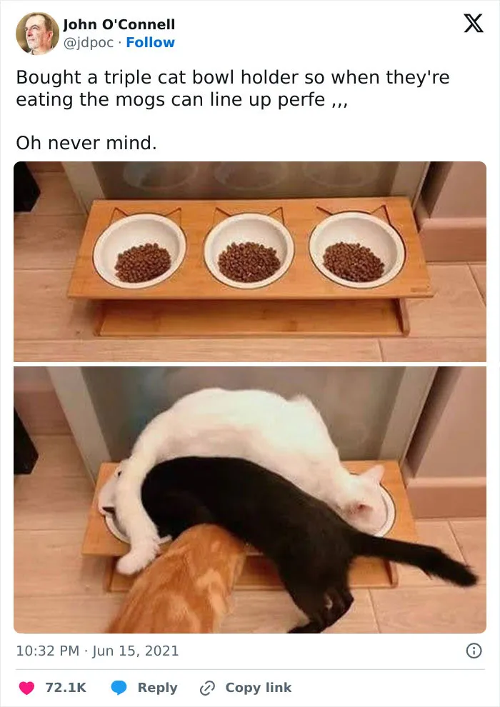 50 Times Cats Were "Weird Little Guys" And Got Featured On This Popular IG Account (New Pics)