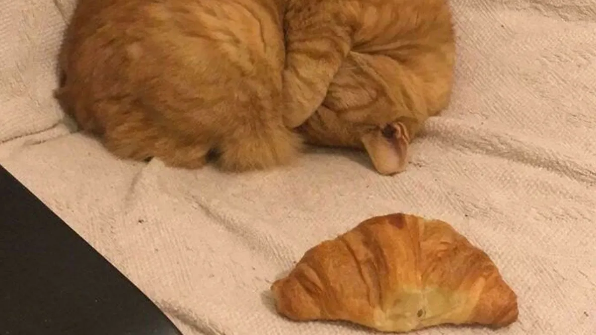 50 Times Cats Were "Weird Little Guys" And Got Featured On This Popular IG Account (New Pics)