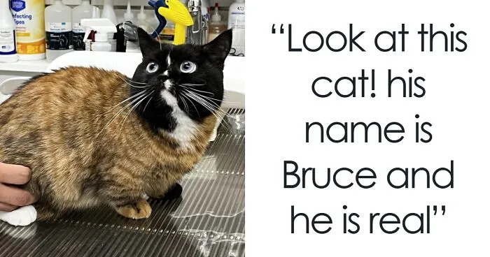 50 Times Cats Were "Weird Little Guys" And Got Featured On This Popular IG Account (New Pics)