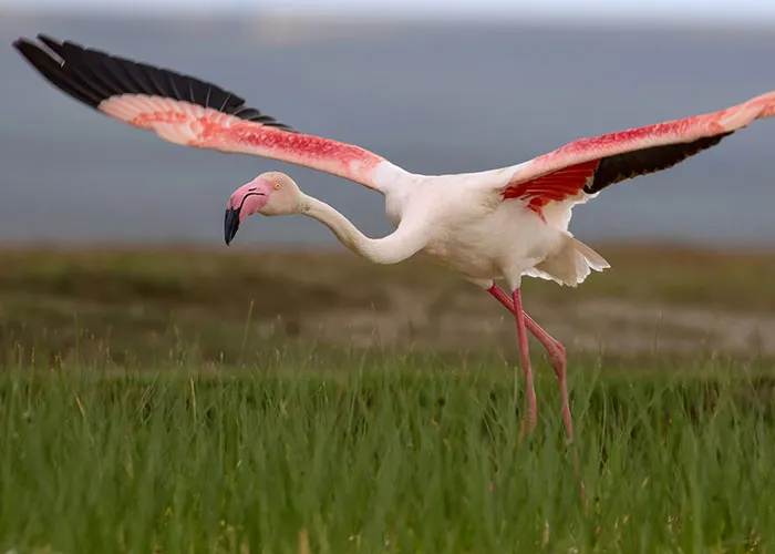 Flamingo spreading wings over a grassy field, capturing a naturally chaotic scene witnessed in the wild.