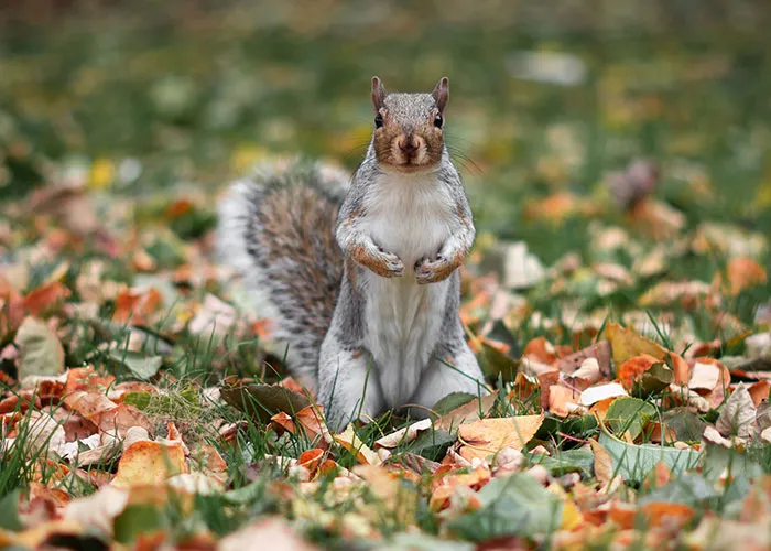 “The Squirrel Won”: 50 Public Moments So Chaotic People Still Can’t Believe They Saw Them