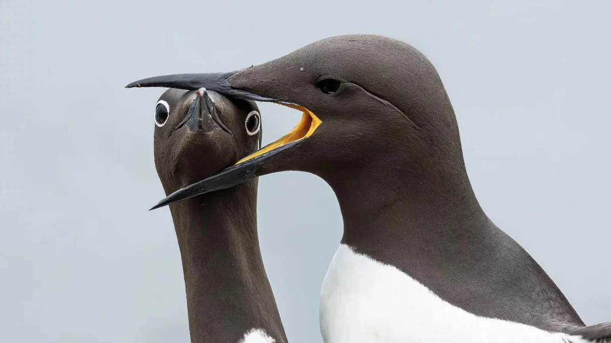 From Clumsy Birds To Dramatic Frogs, These 2025 Comedy Wildlife Photos Are Priceless (40 Pics)