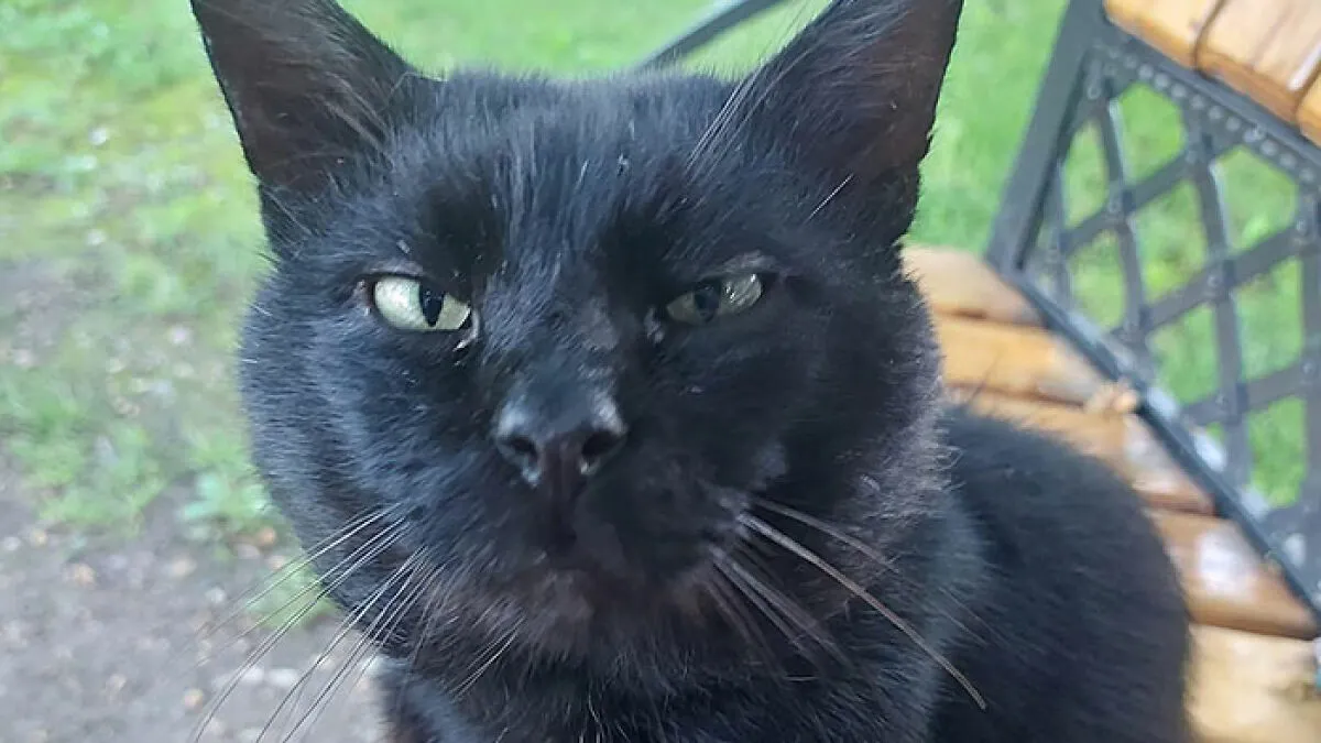 Lithuania Nears Law Requiring Lawmaker’s Cat’s Consent to Fire National Broadcaster Head