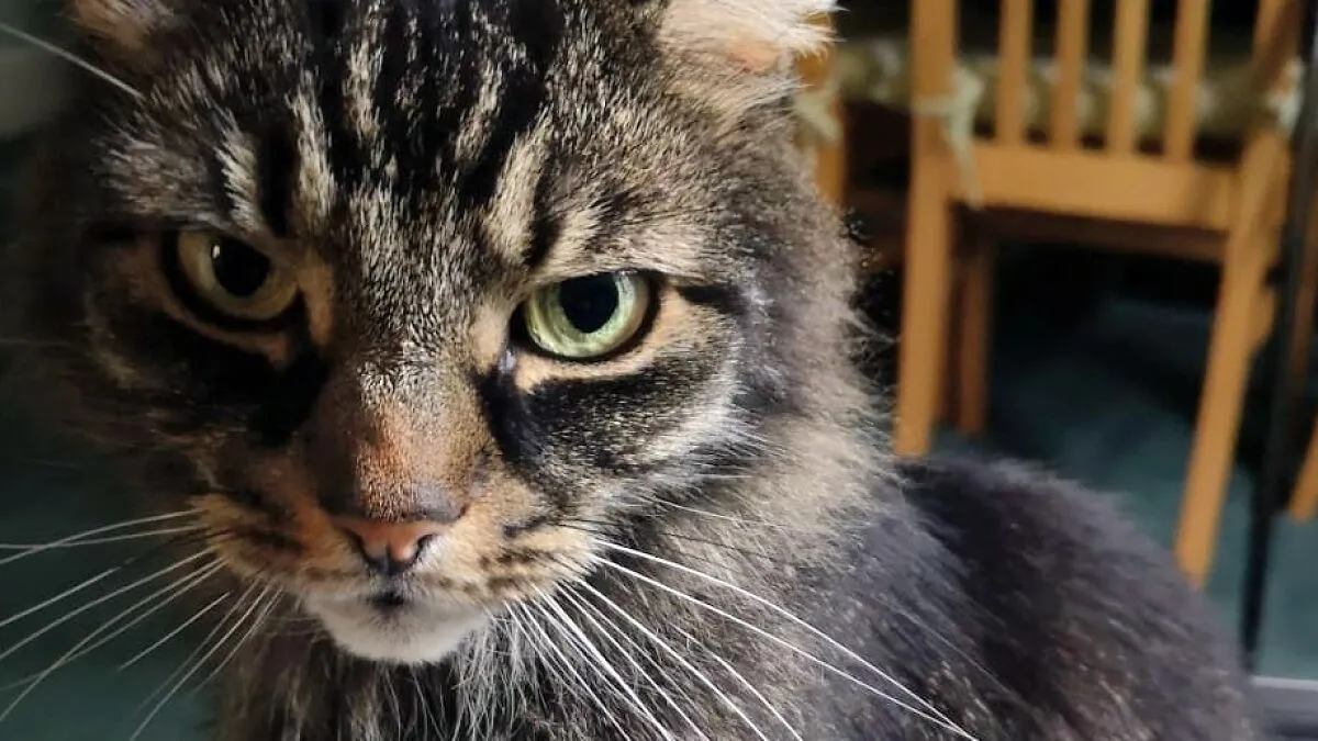 Hey Pandas, Please Show Me Your Cats