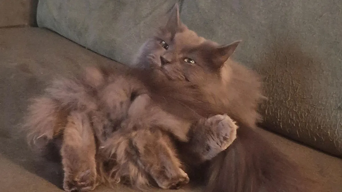 67 Cat Photos Nearly Proving That Most Kitties Aren't From Our Planet, As Shared By Netizens