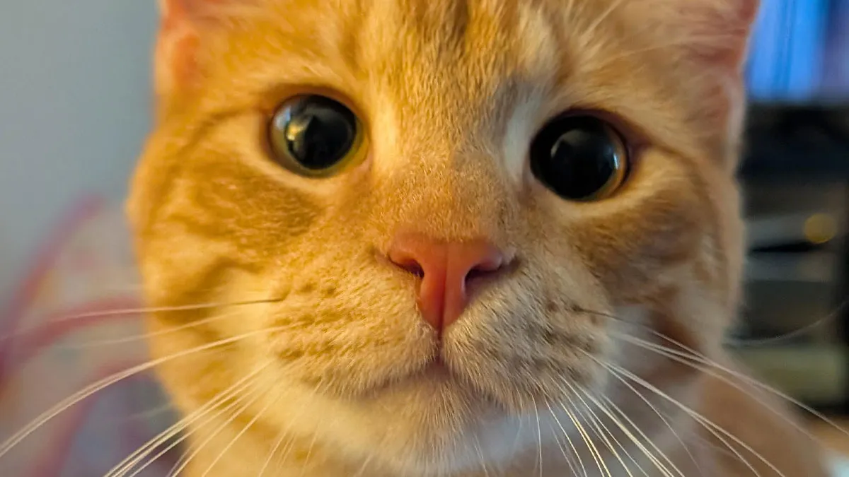 45 Pics Of Cats Moments Before They’re About To Attack Their Owners