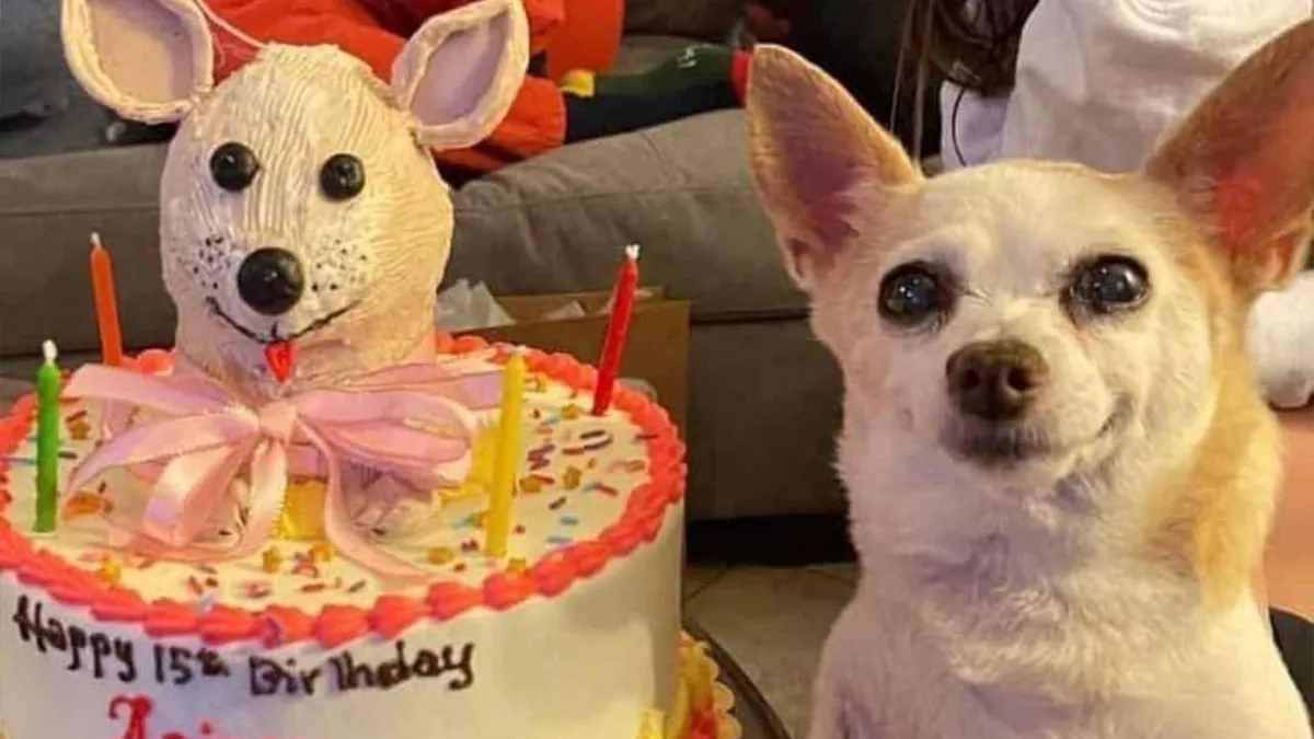 People Are Sharing Their Cute Dog Pics And The Internet Thanks Them For These 78 Snaps
