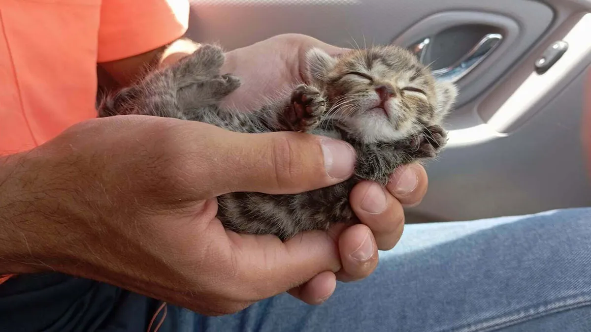 50 Adopted Pets That Are Already Chilling In Their New Homes (November Edition)