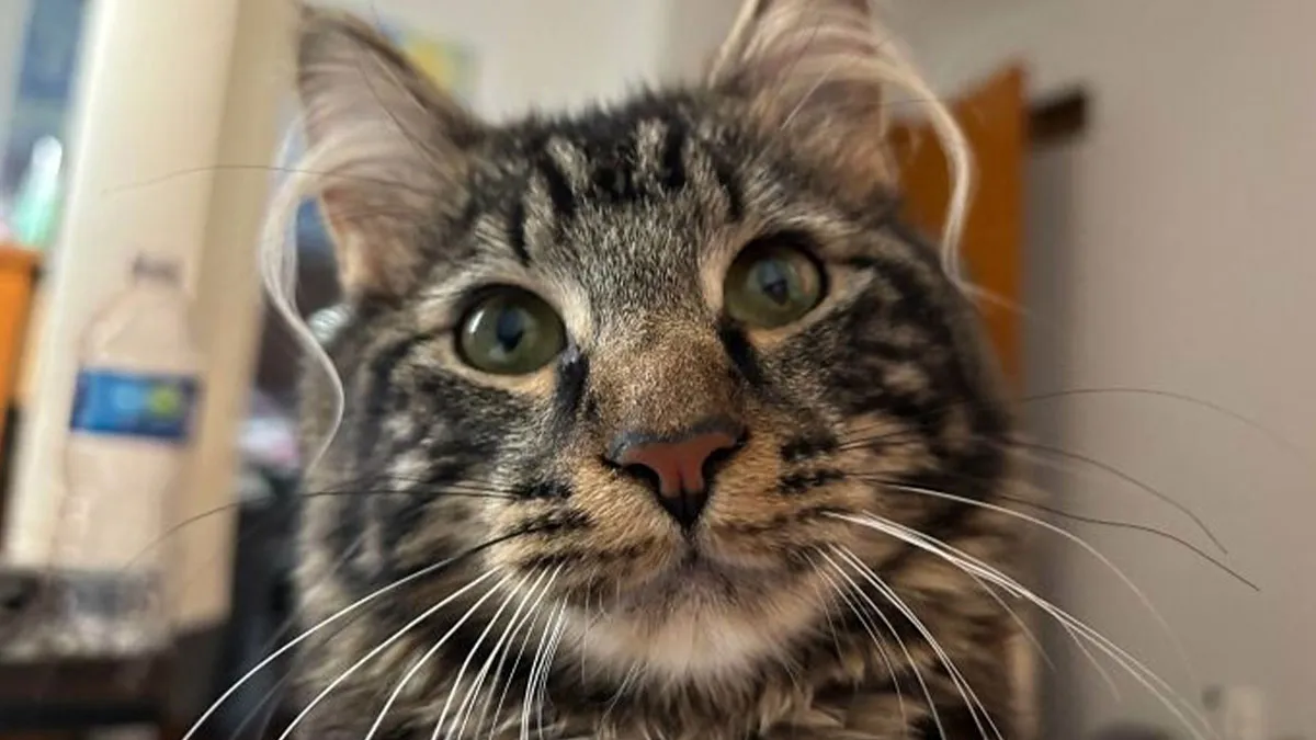 This Page Celebrates Cats’ Ear Furnishings And These 48 Pics Are Beyond Adorable