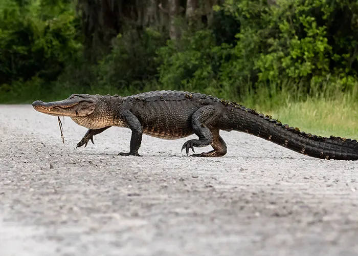 "Terrible Advice": People Urge Others To Stop Believing In These 40 Dangerous Survival Myths