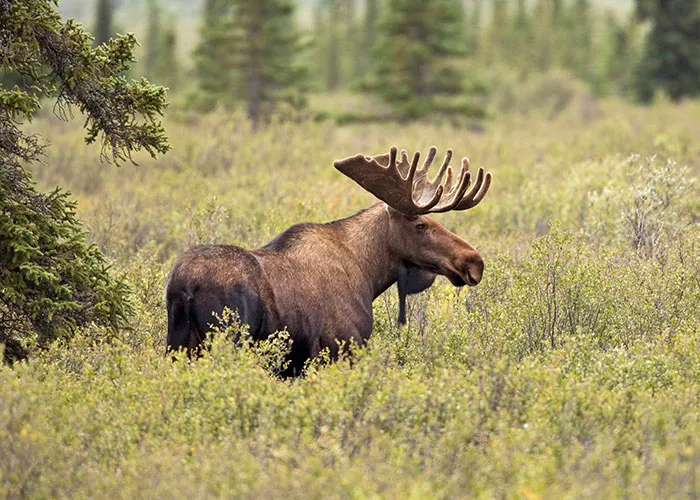 "Terrible Advice": People Urge Others To Stop Believing In These 40 Dangerous Survival Myths