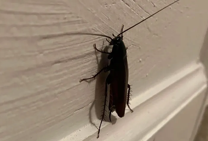 52 Creepy Things Found In "Normal" People's Homes