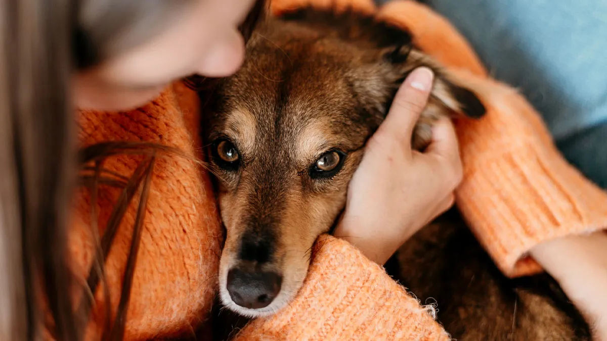 Man Warns Wife That He Won't Help With Street Dog, Starts A Fight As He Sticks To His Word