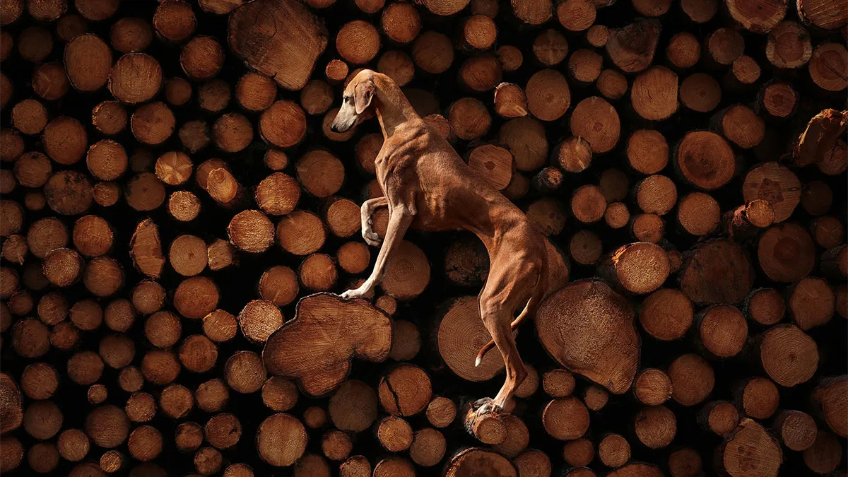 40 Incredible Dog Photos That Stole The Spotlight At The Pet Photography Awards