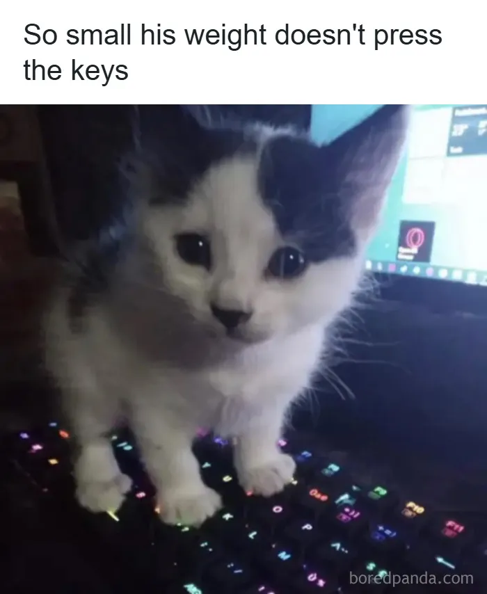 How Much Would The Cat Have To Weigh For This To Be True?