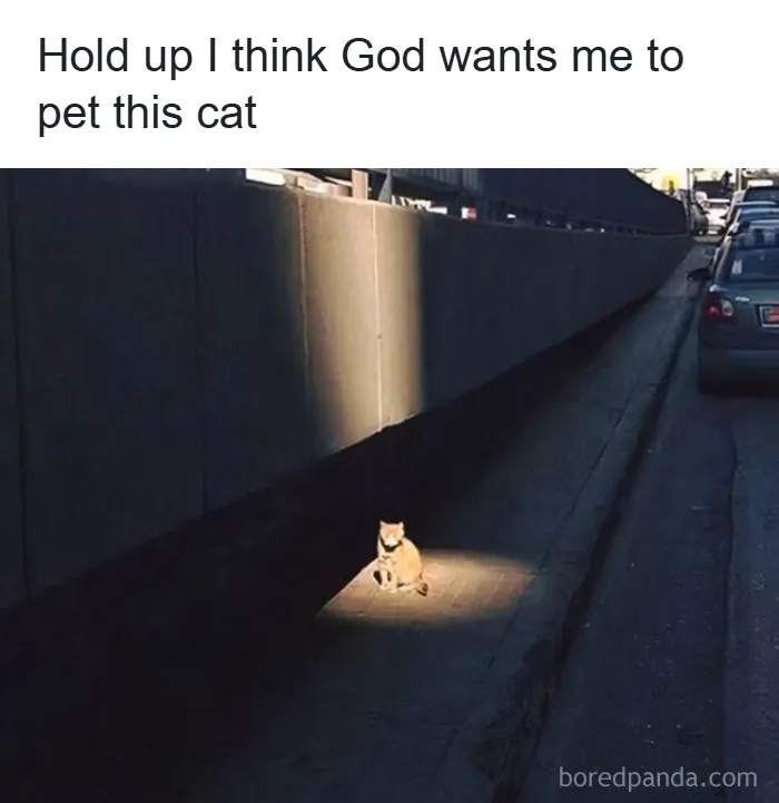 50 Times Cats Were So Funny People Just Had To Meme Them