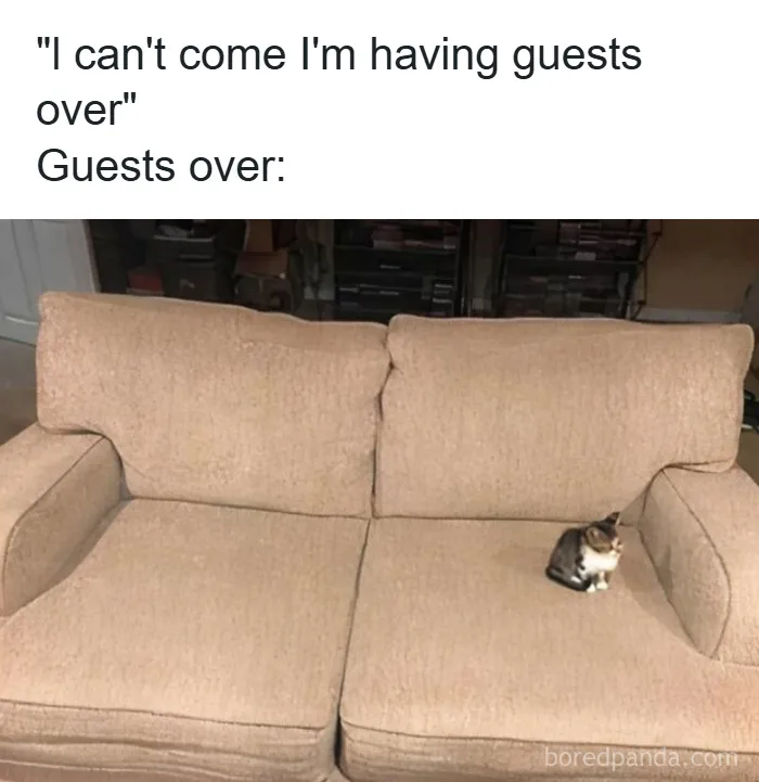 50 Times Cats Were So Funny People Just Had To Meme Them