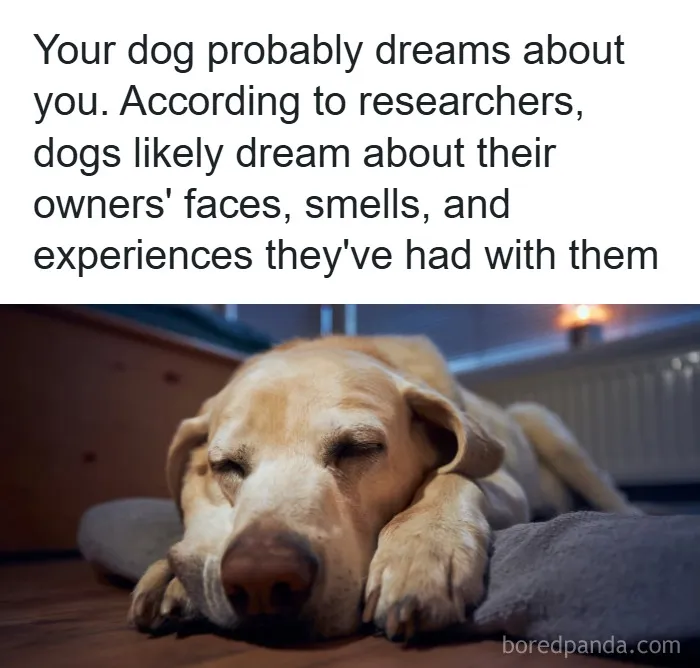 Sleeping dog dreaming on a cushion illustrating fun and fascinating psychology facts about dreams and behavior.