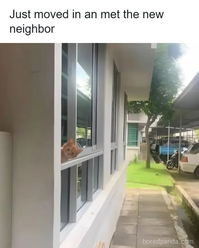 50 Times Cats Were So Funny People Just Had To Meme Them