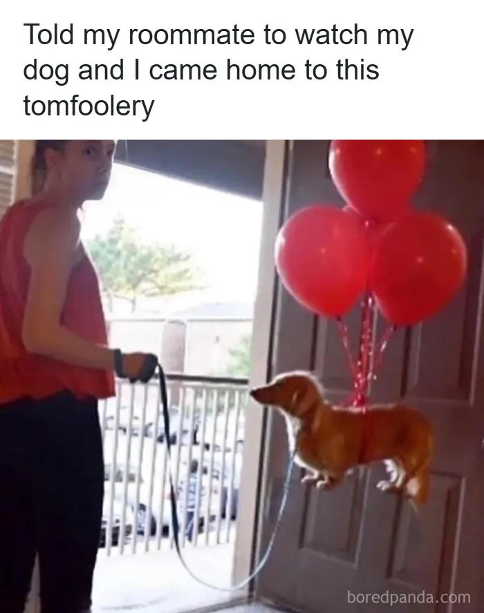 Would 4 Balloons Be Enough To Lift That Small Boi?