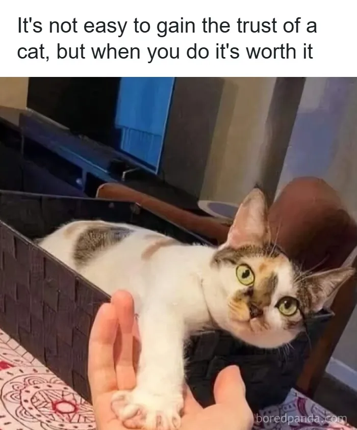 50 Times Cats Were So Funny People Just Had To Meme Them