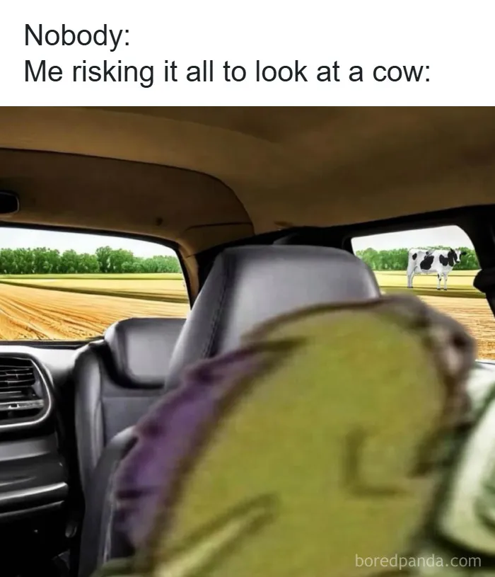 Person leaning out of a car window in a rural field, focusing on a cow, funny unhinged meme style.