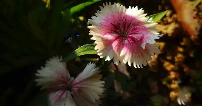 I Took 20 Captivating Shots Of Flowers