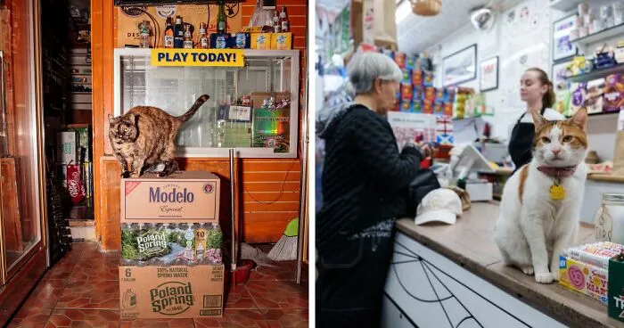 The Bodega Cat Is Having A Legislative Moment