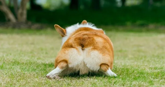 Hey Pandas, Share A Photo Of Your Pet That Makes Them Look Like Another Animal (Closed)