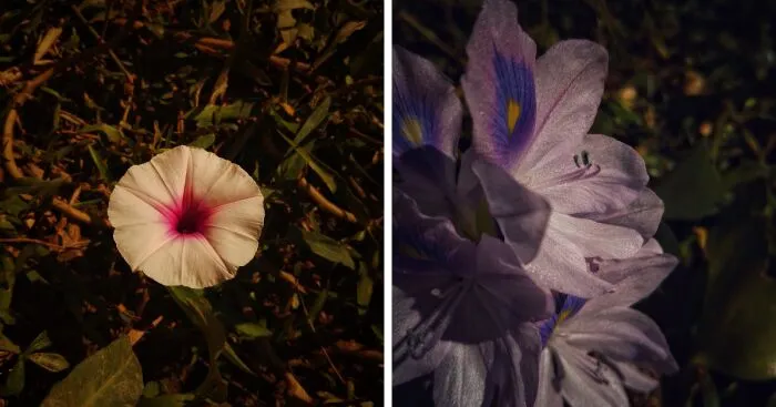I Captured 6 Captivating Pictures Of Flowers For My Photography Album 'Silent Records'