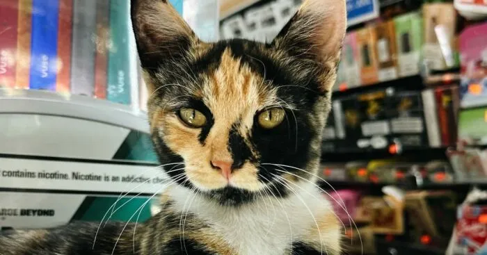 NYC Councilmember Volunteers To Lead Bodega Cat Bill In 2026