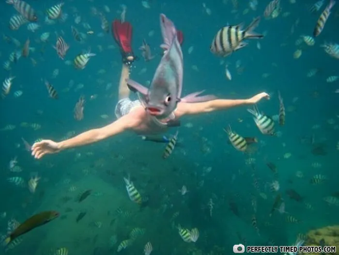 Underwater scene with a swimmer perfectly timed with a fish head amid colorful fish in an impressive photo.