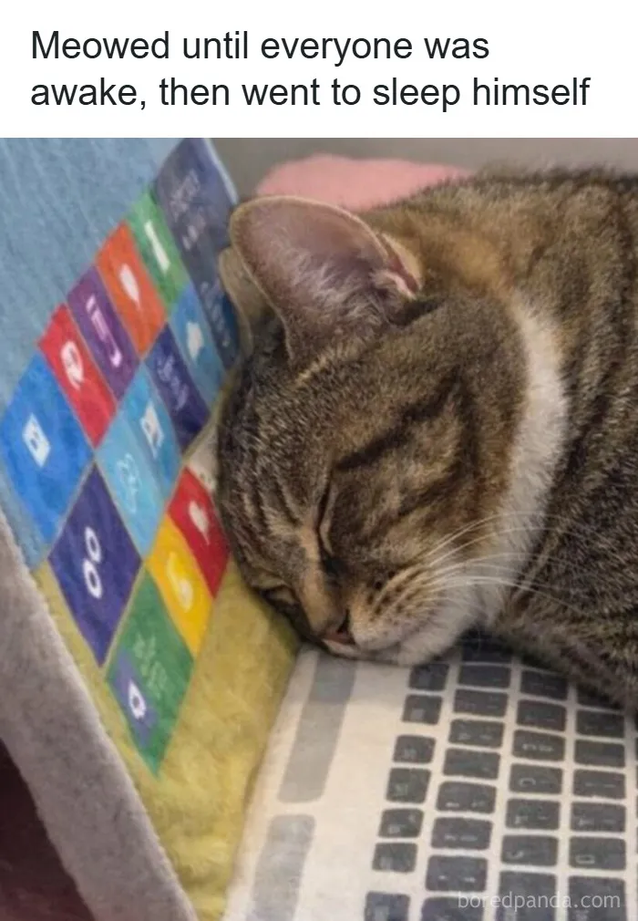 People Are Loving This FB Account That Shares Animal Memes And Here Are 50 Of The Best