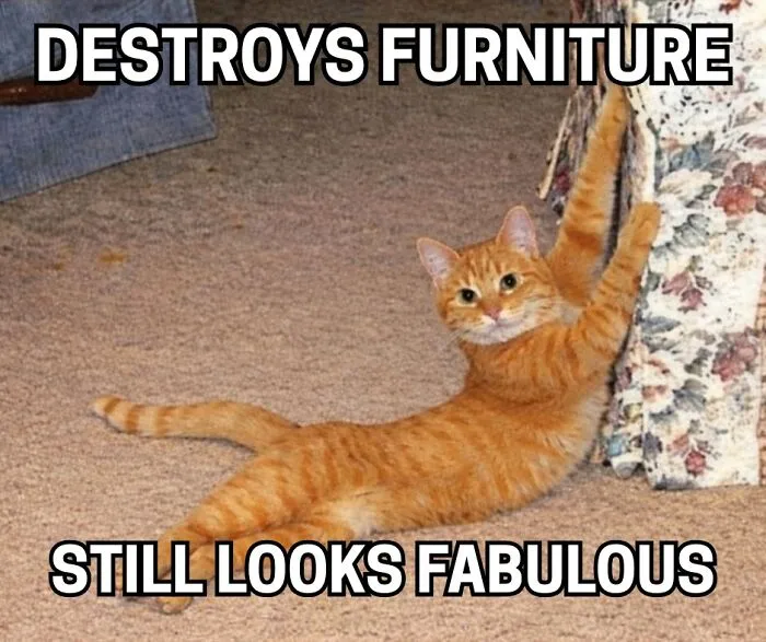 People Are Loving This FB Account That Shares Animal Memes And Here Are 50 Of The Best