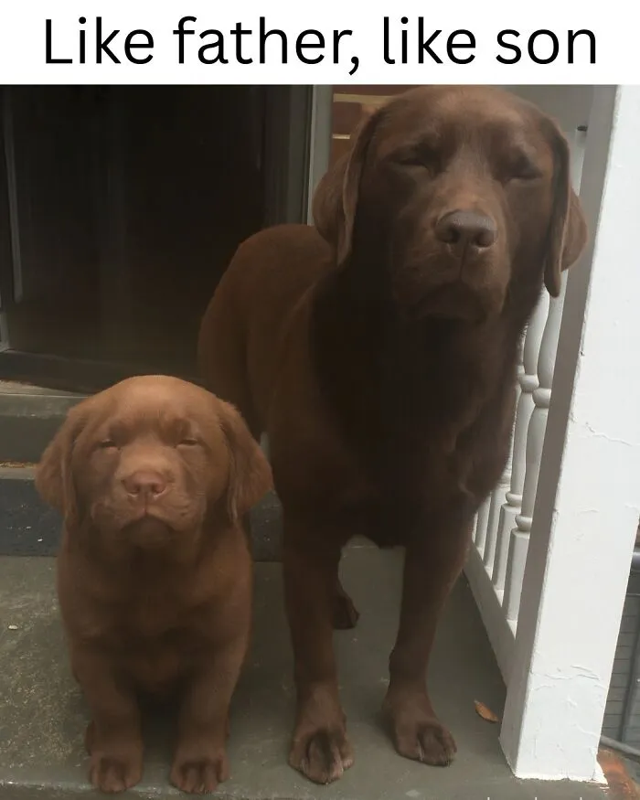 People Are Loving This FB Account That Shares Animal Memes And Here Are 50 Of The Best