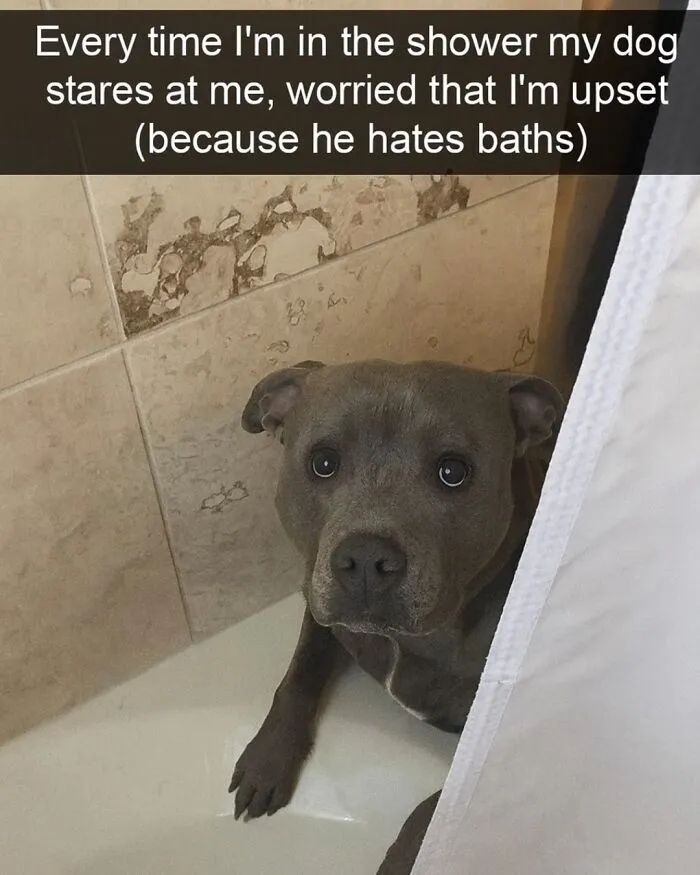 People Are Loving This FB Account That Shares Animal Memes And Here Are 50 Of The Best