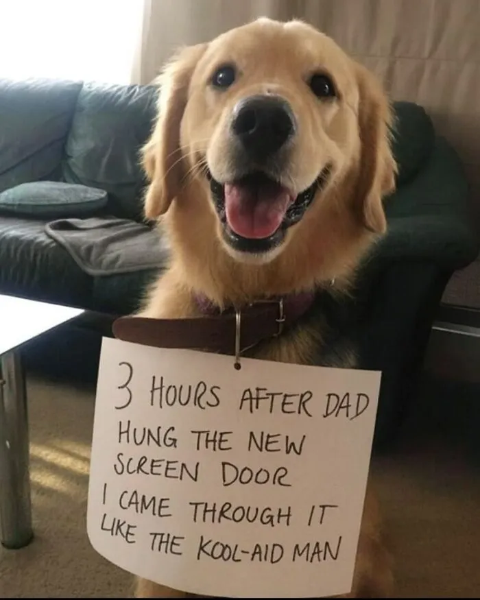 People Are Loving This FB Account That Shares Animal Memes And Here Are 50 Of The Best