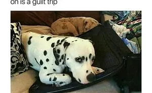 People Are Loving This FB Account That Shares Animal Memes And Here Are 50 Of The Best