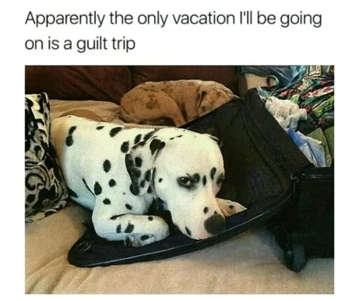 People Are Loving This FB Account That Shares Animal Memes And Here Are 50 Of The Best